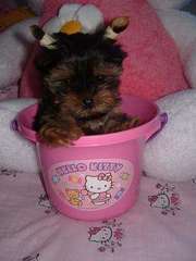 I Have Two YORKIE PUPPIES looking for a new forever home